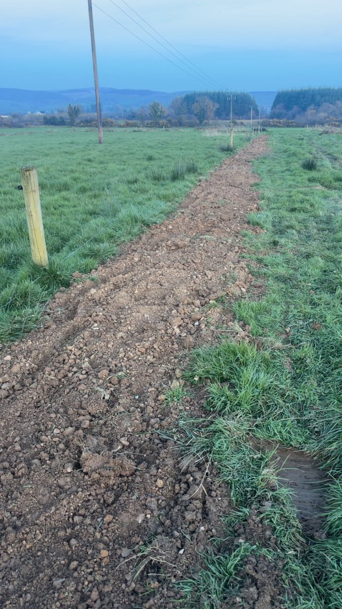 Shane McAuliffe 🐷✈️ tweet media