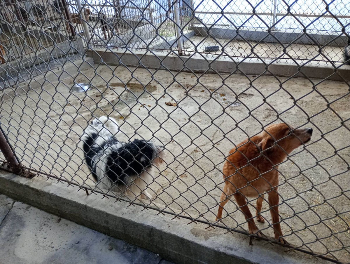 Robwalka Wolf tweet media