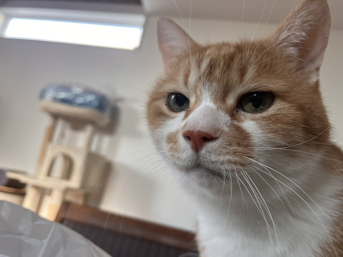 ビタミンレモン tweet media