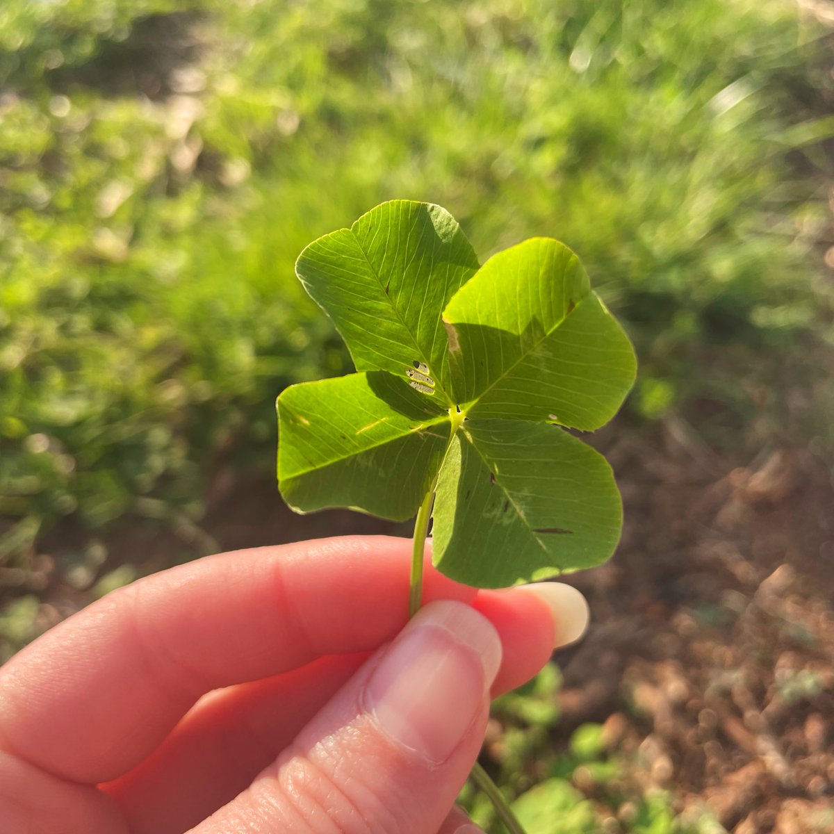 Hibika Shisa 🌺🎐 tweet media