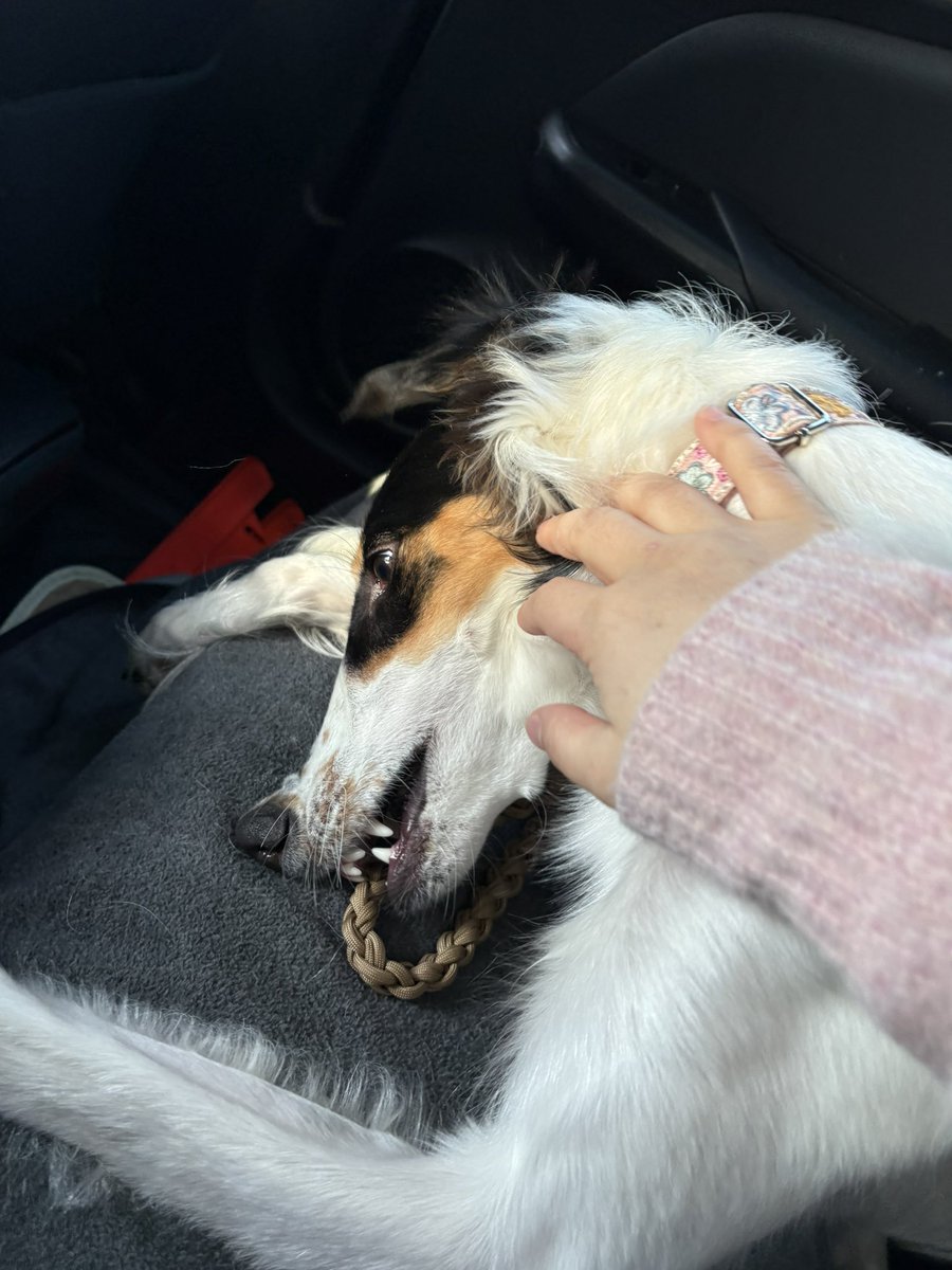 シュカタンポイフル tweet media