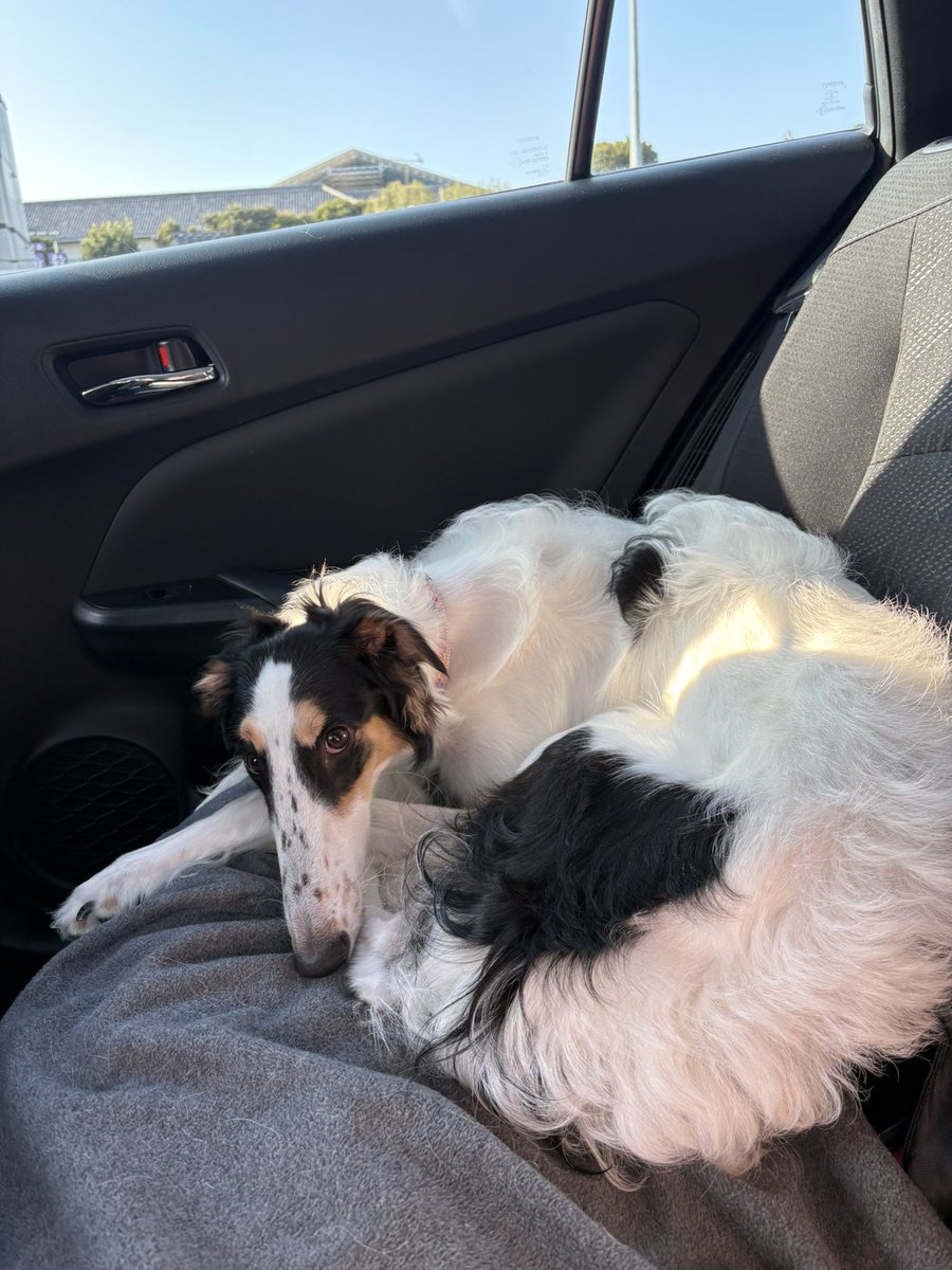 シュカタンポイフル tweet media