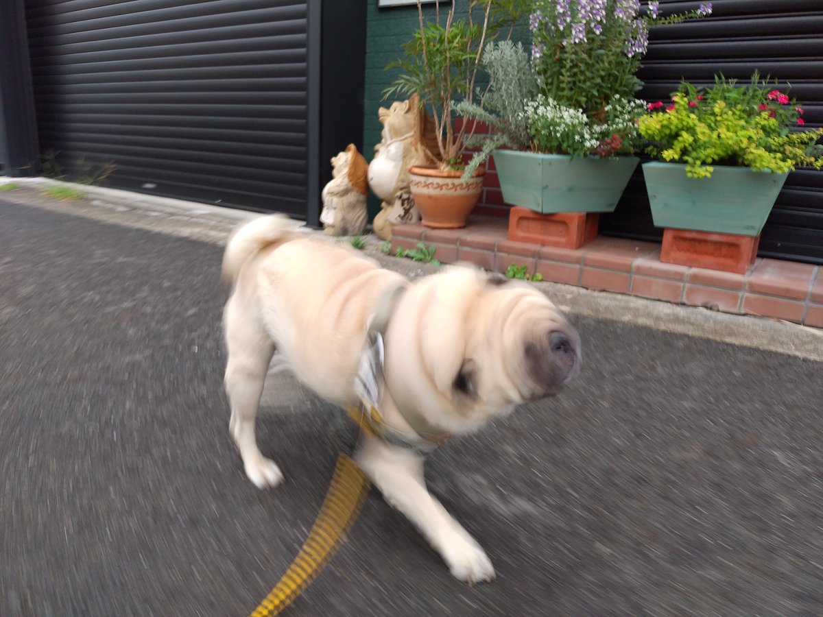 いんでぃ tweet media