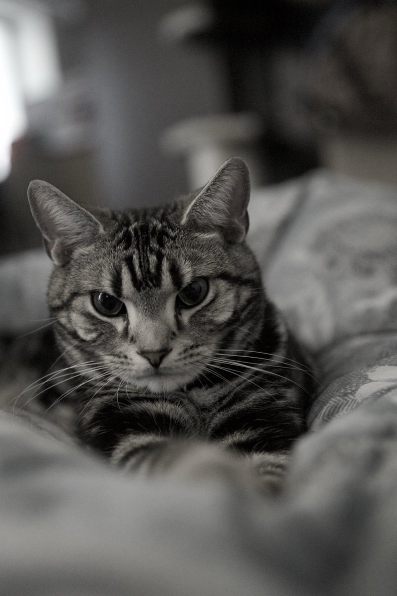 バロンさん tweet media