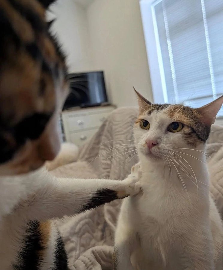 Damian (COMMS OPEN) tweet media