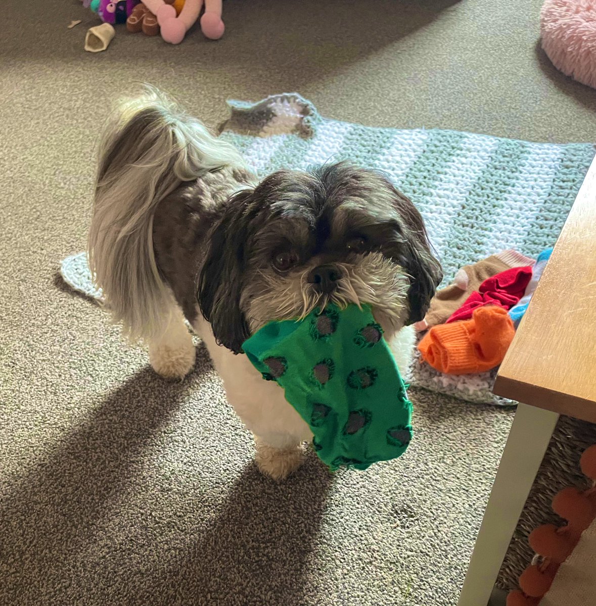 Amanda711's tweet photo. @BridgeBooksDro1 I’m looking after my neighbours doggie while they’re away. She’s called Poppy, a Lhasa Apso/Shitzu cross. She’s 3 yrs old &amp; an utterly adorable mischief maker. Currently running a sock stealing racket but anything’s fair game - Velcro, duck tape, sandpaper…get well soon  🧡 https://t.co/9Bfb0gnL9p