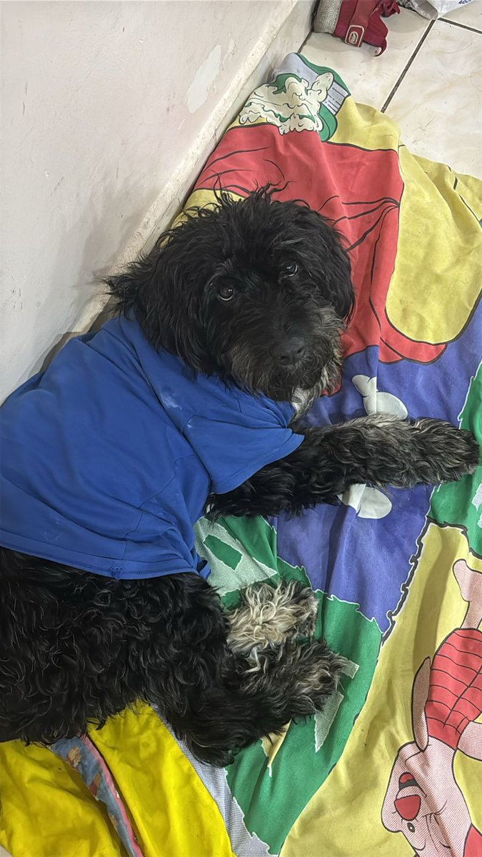 Alerta me perdi tweet media