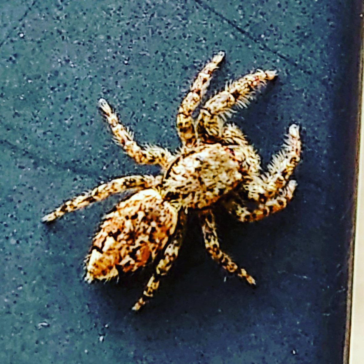 FiletMike's tweet photo. springspin jumping spider https://t.co/v3uFJLeWO0