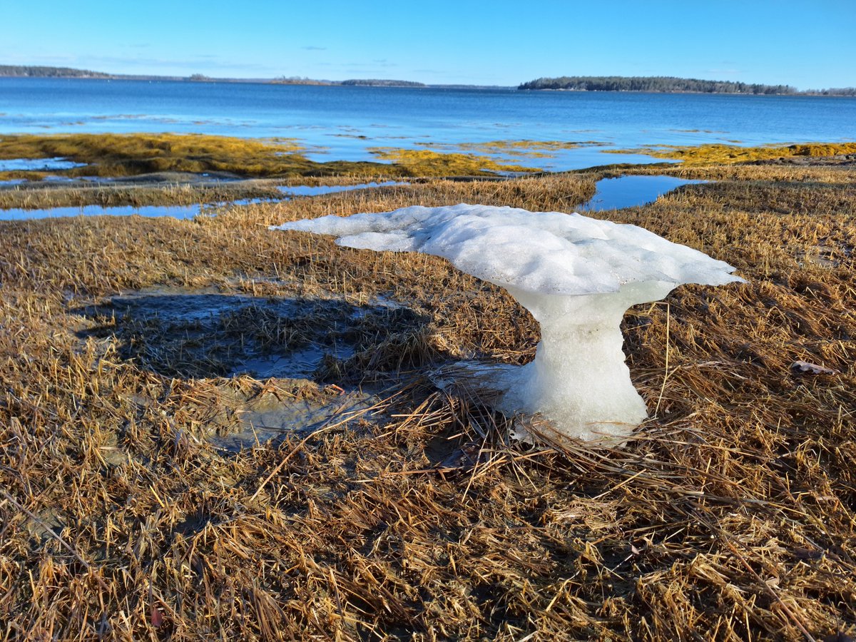 InuDiogenes's tweet photo. Winslow Memorial Park, Freeport, Maine, USA. 2026 March 21 Saturday. https://t.co/MVDqYYzoZi