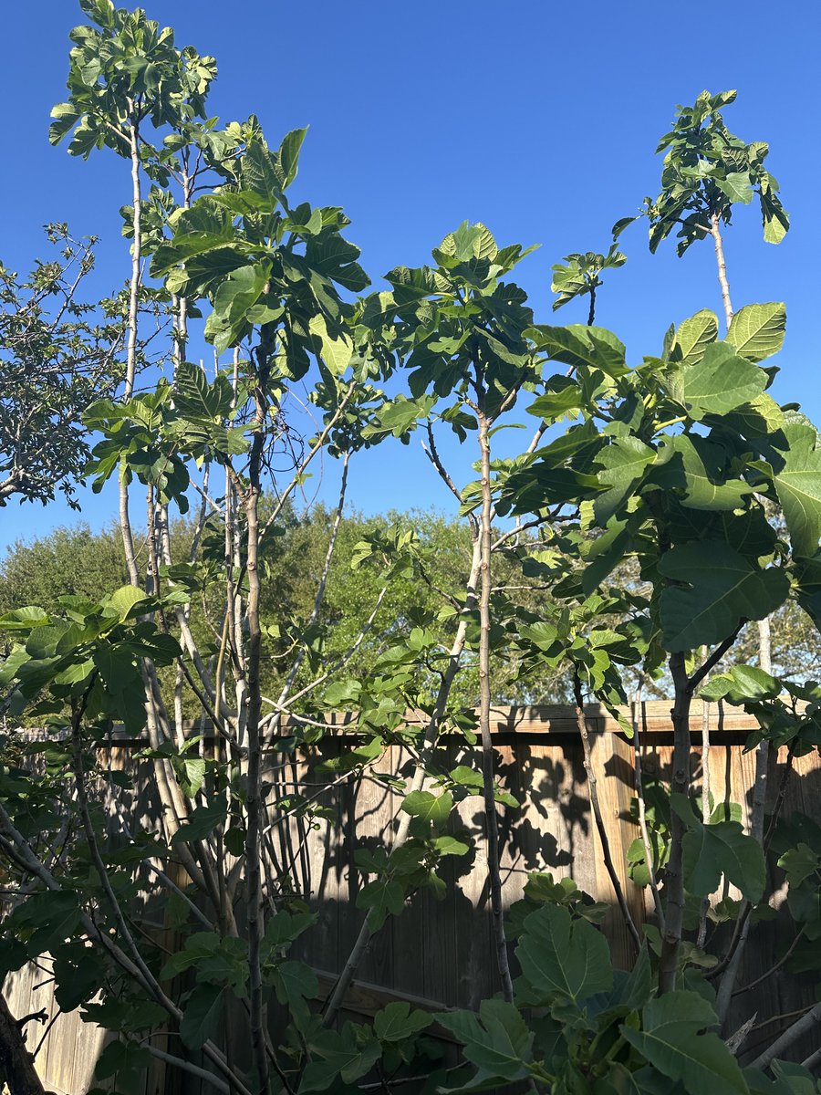 Spring started March 20 here.   My yard stuff happy and ready