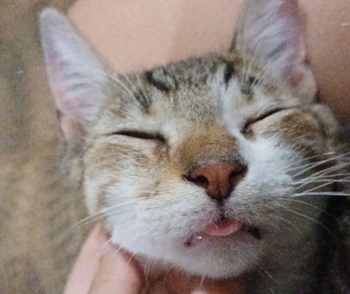 GATIlNHOS's tweet photo. #gato #boboca https://t.co/FbhpfxfOB3