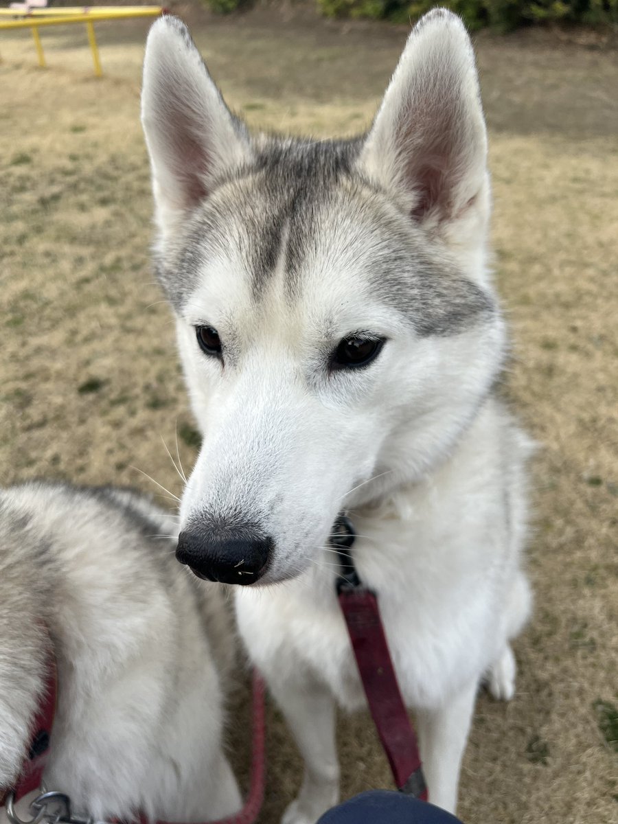 しろわんこ tweet media