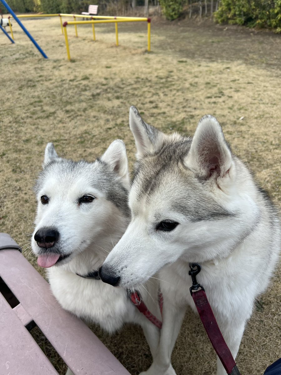 しろわんこ tweet media