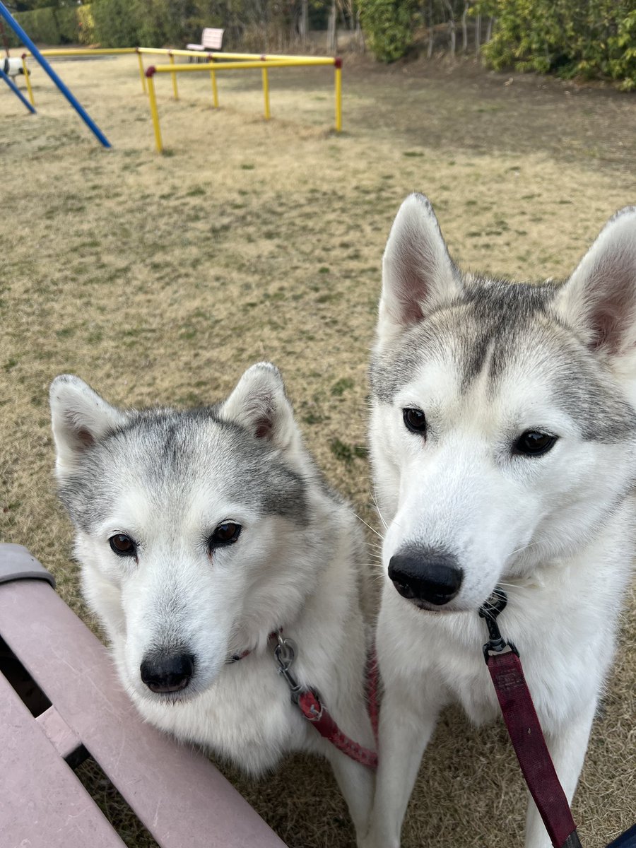 しろわんこ tweet media