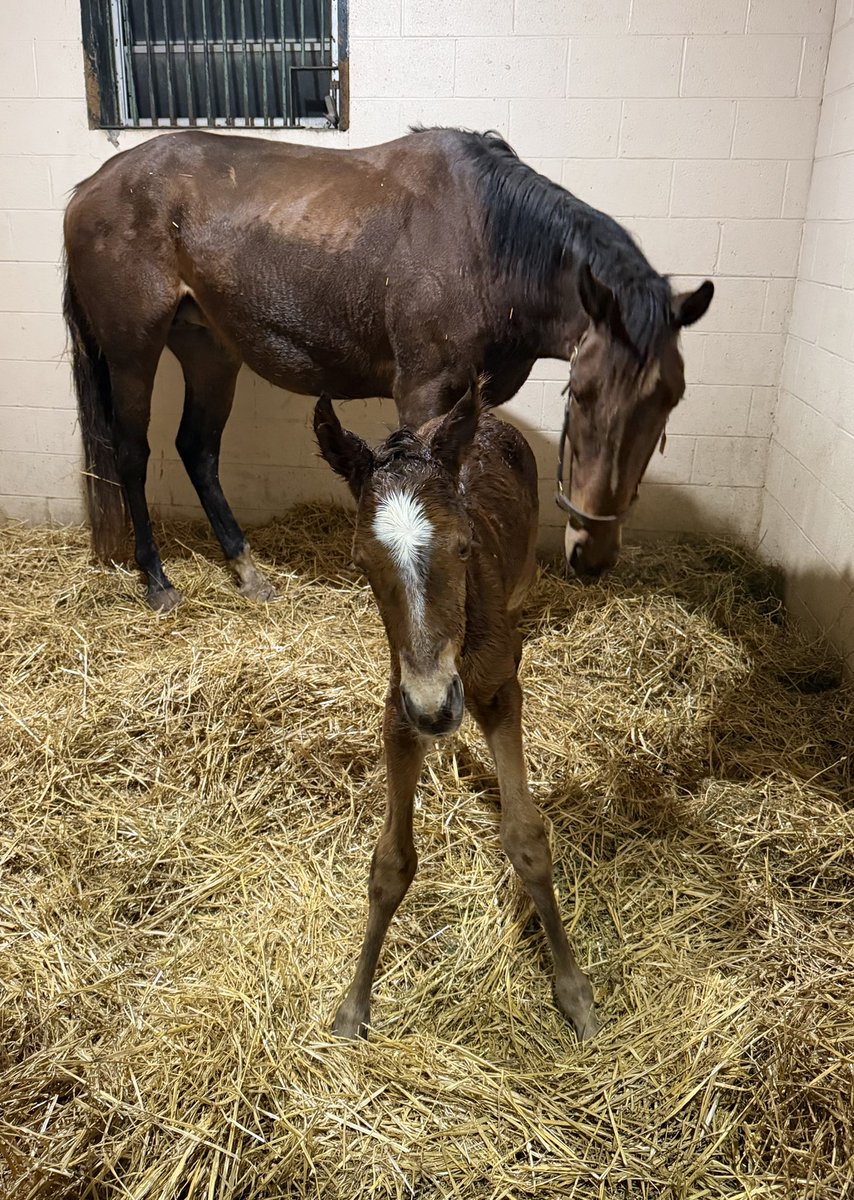 Polo Green Stable tweet media