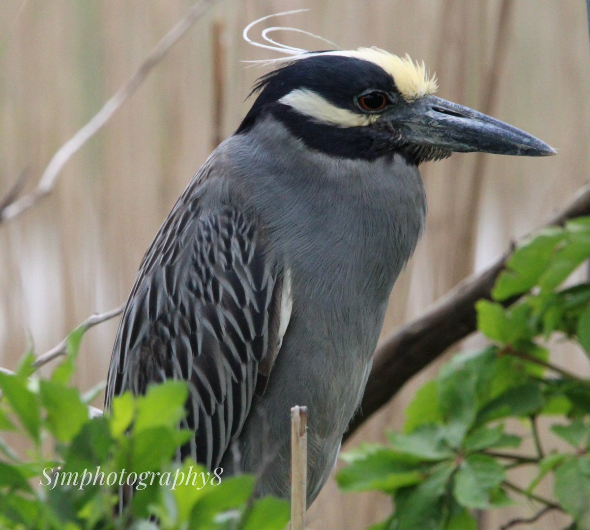 sjm8, PA-C tweet media