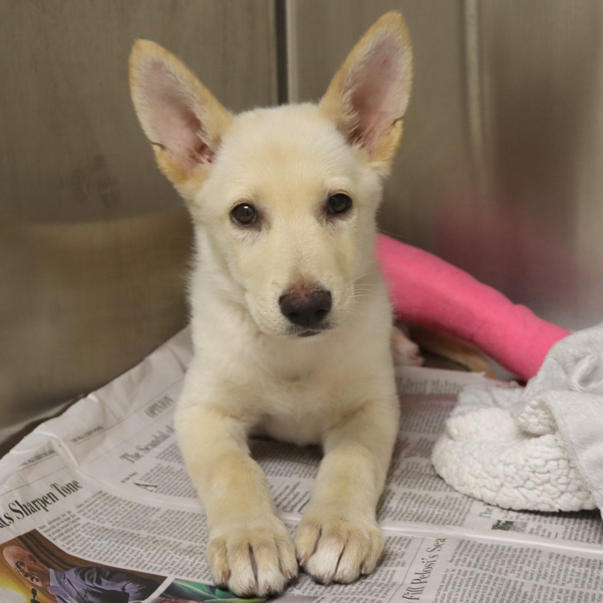 Houston SPCA tweet media