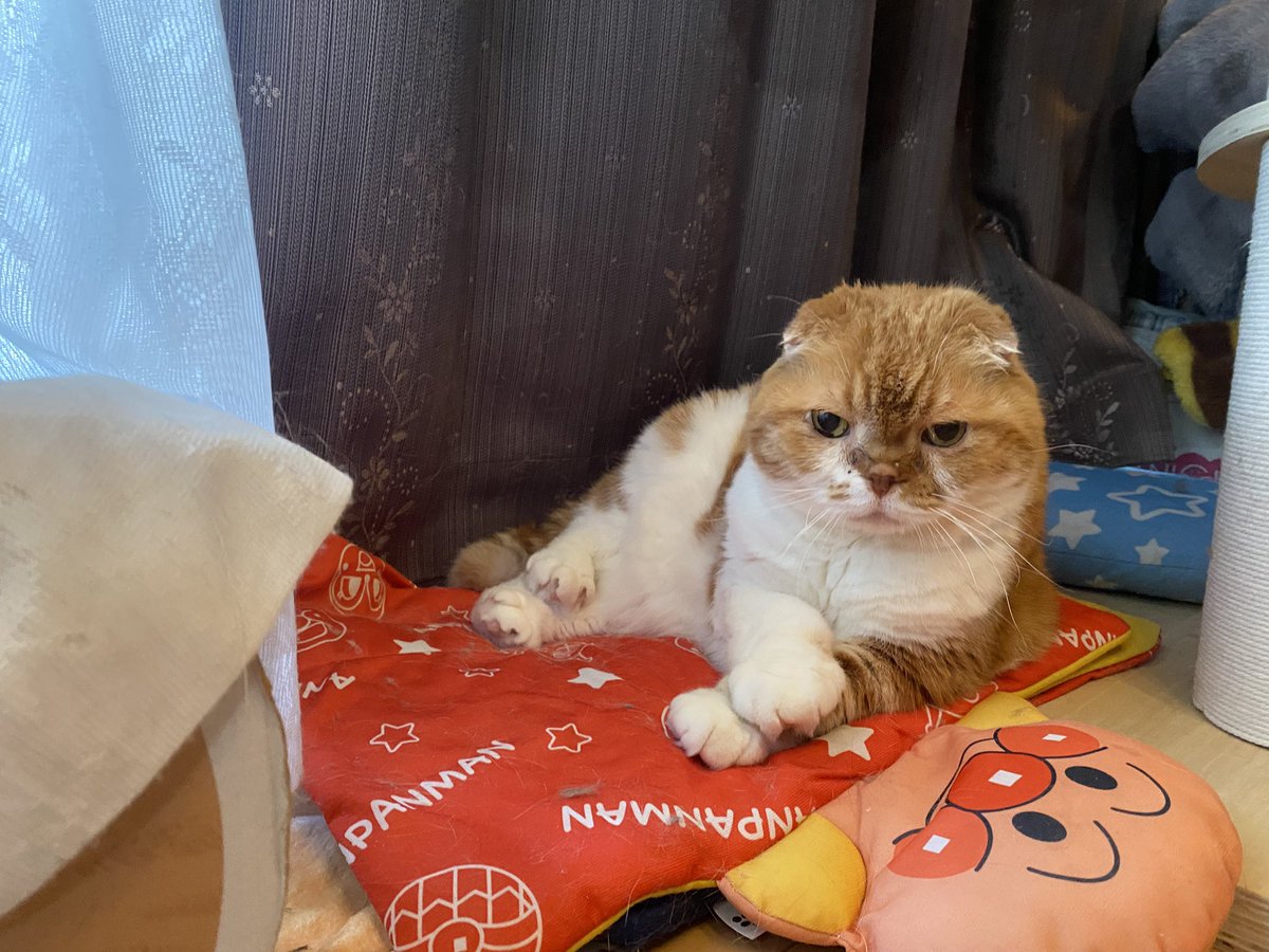 ぽんた師匠 tweet media