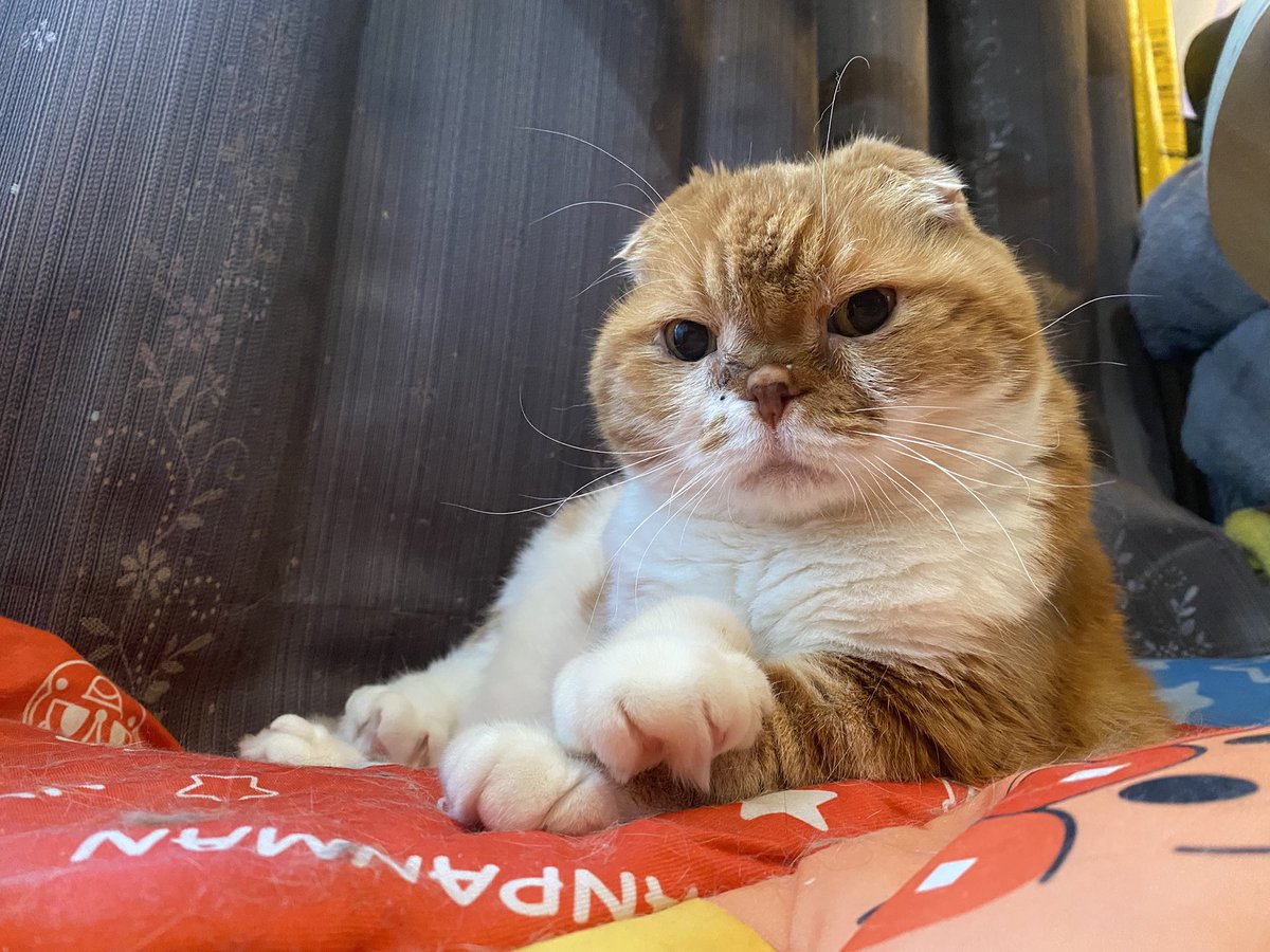 ぽんた師匠 tweet media