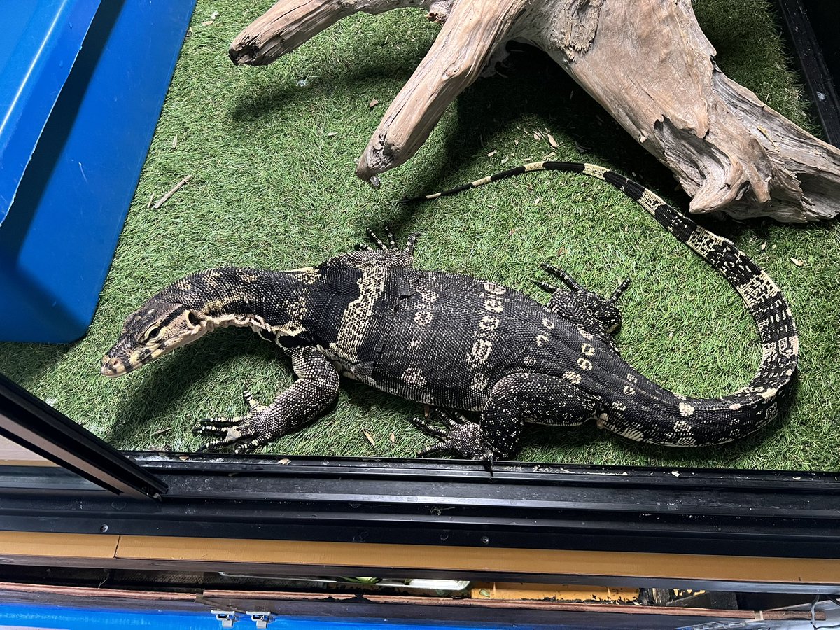 ぜろまるペッツ tweet media