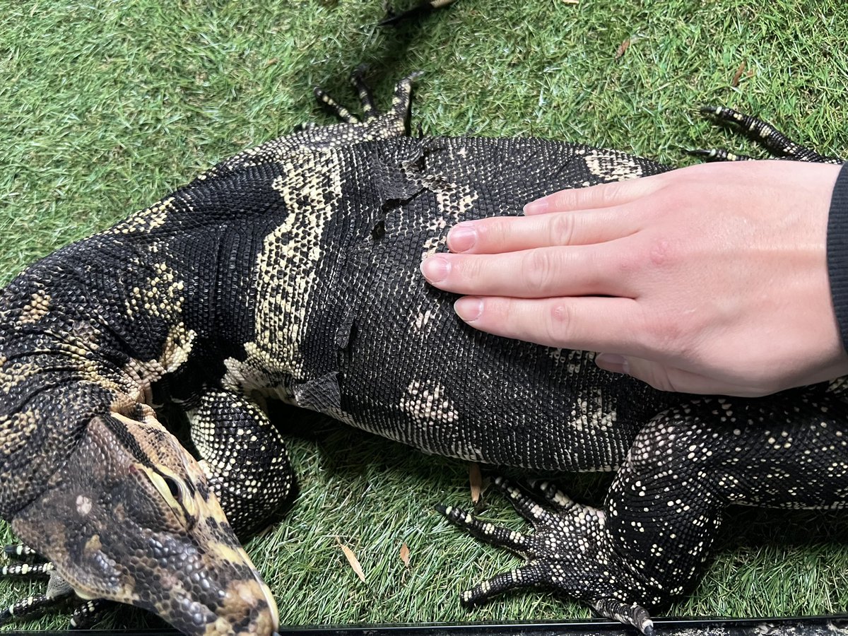 ぜろまるペッツ tweet media