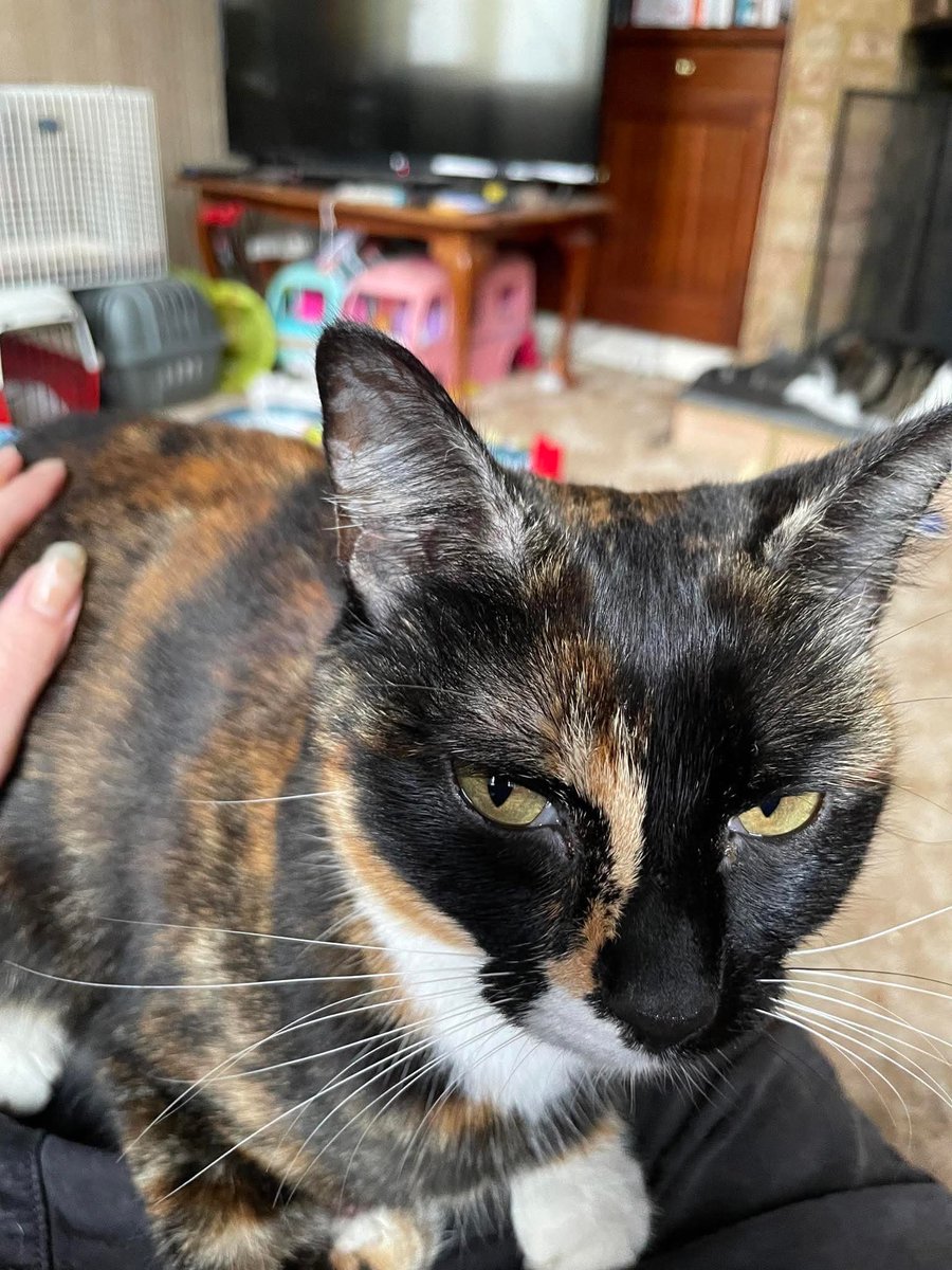 Karen Hall tweet media