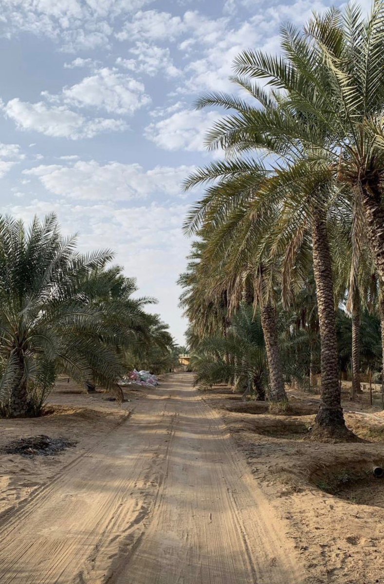 معكاز شعر tweet media