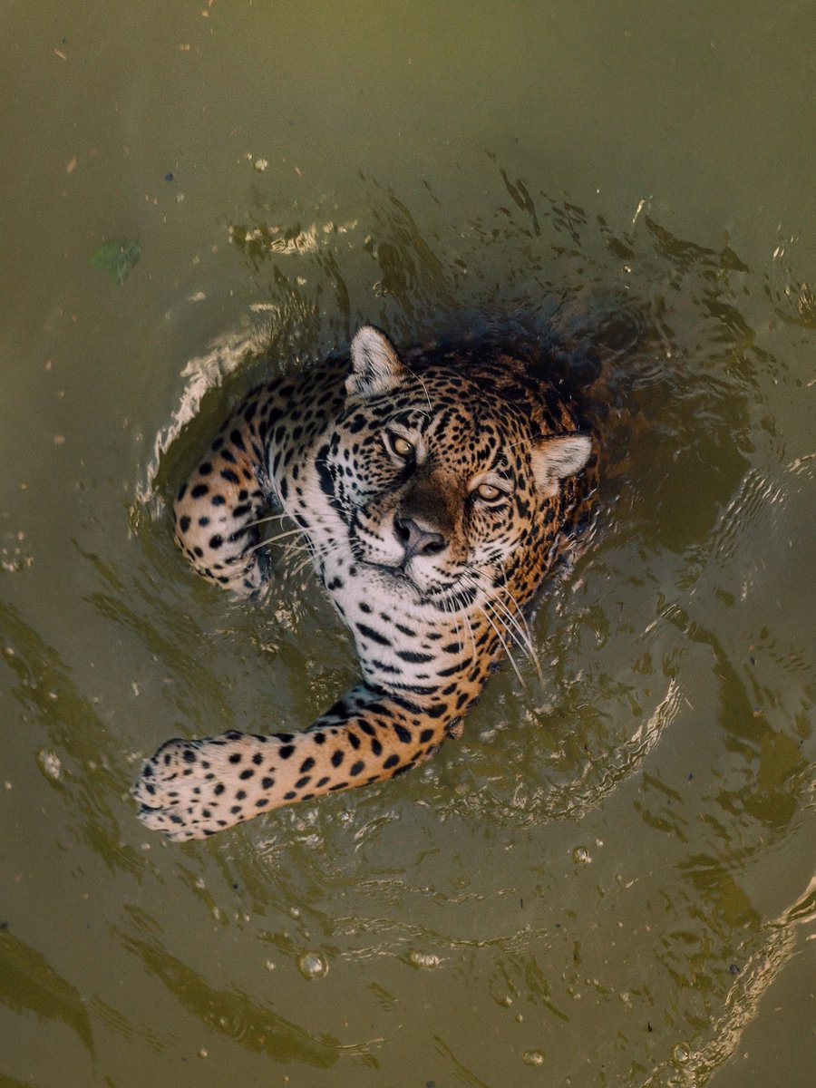 Soraya Bórgia Targaryen 🐜 ⭙ tweet media