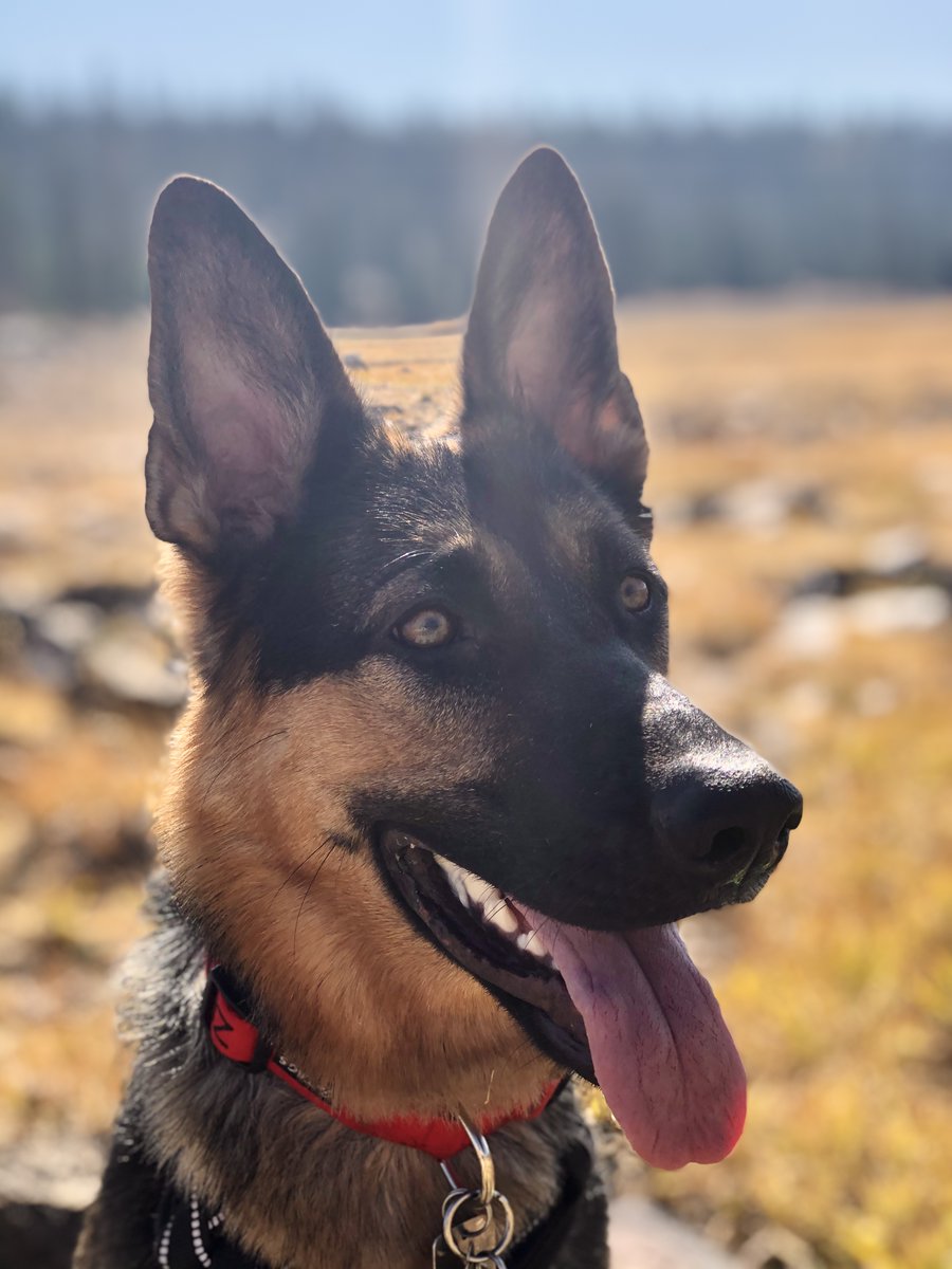 GSDmoji's tweet photo. Hey German Shepherd fam! 
Spec out this stylish german shepherd Merch!
https://t.co/Rkxwzu5XFW https://t.co/z0qBIHObpB