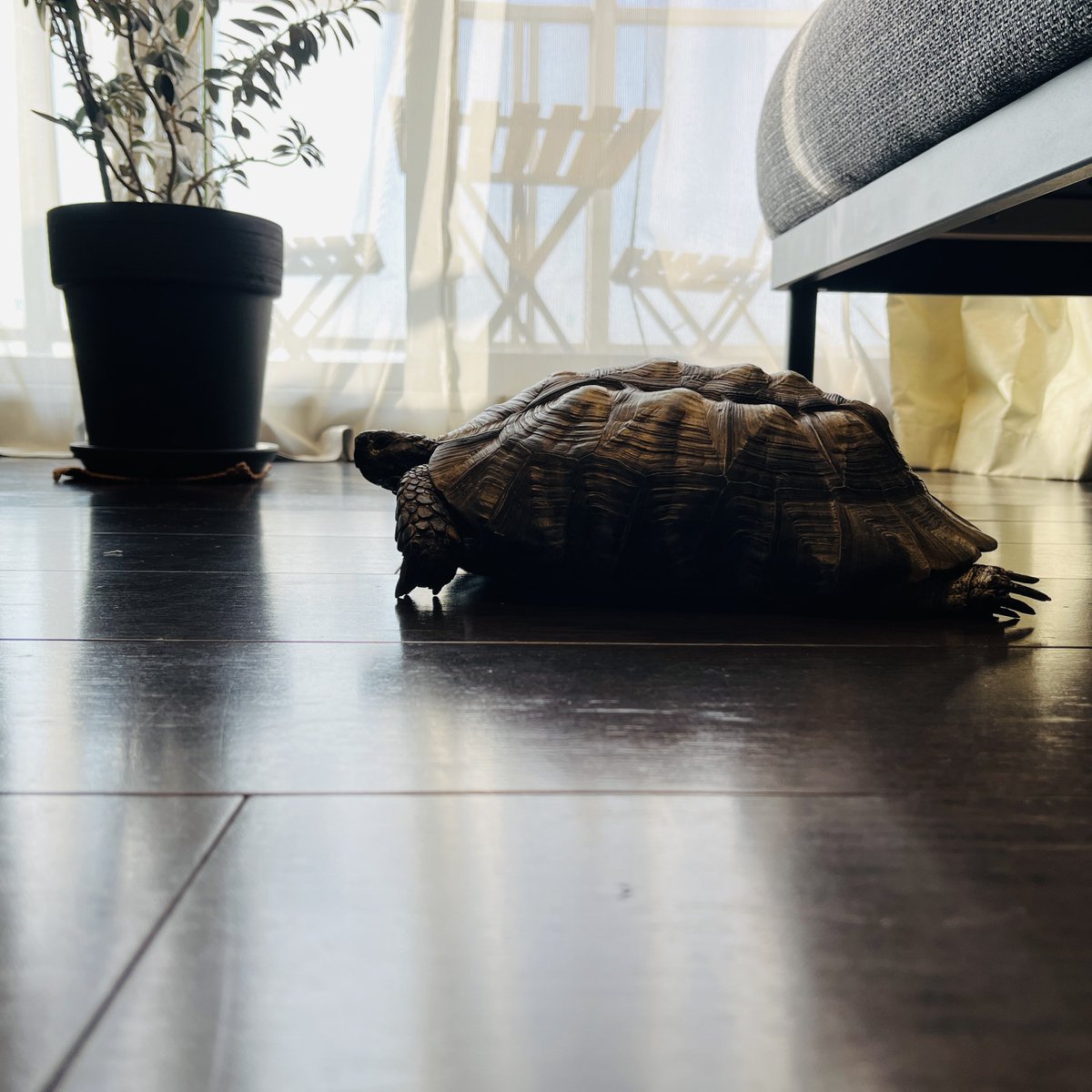 サトシ tweet media