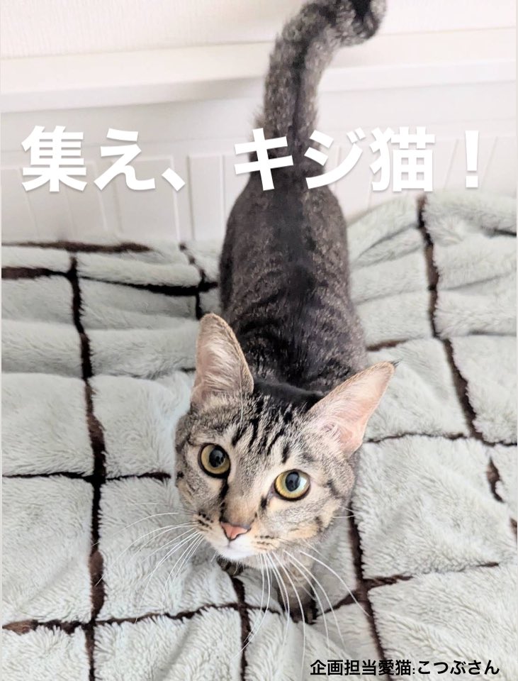 フェリシモ「猫部」 tweet media