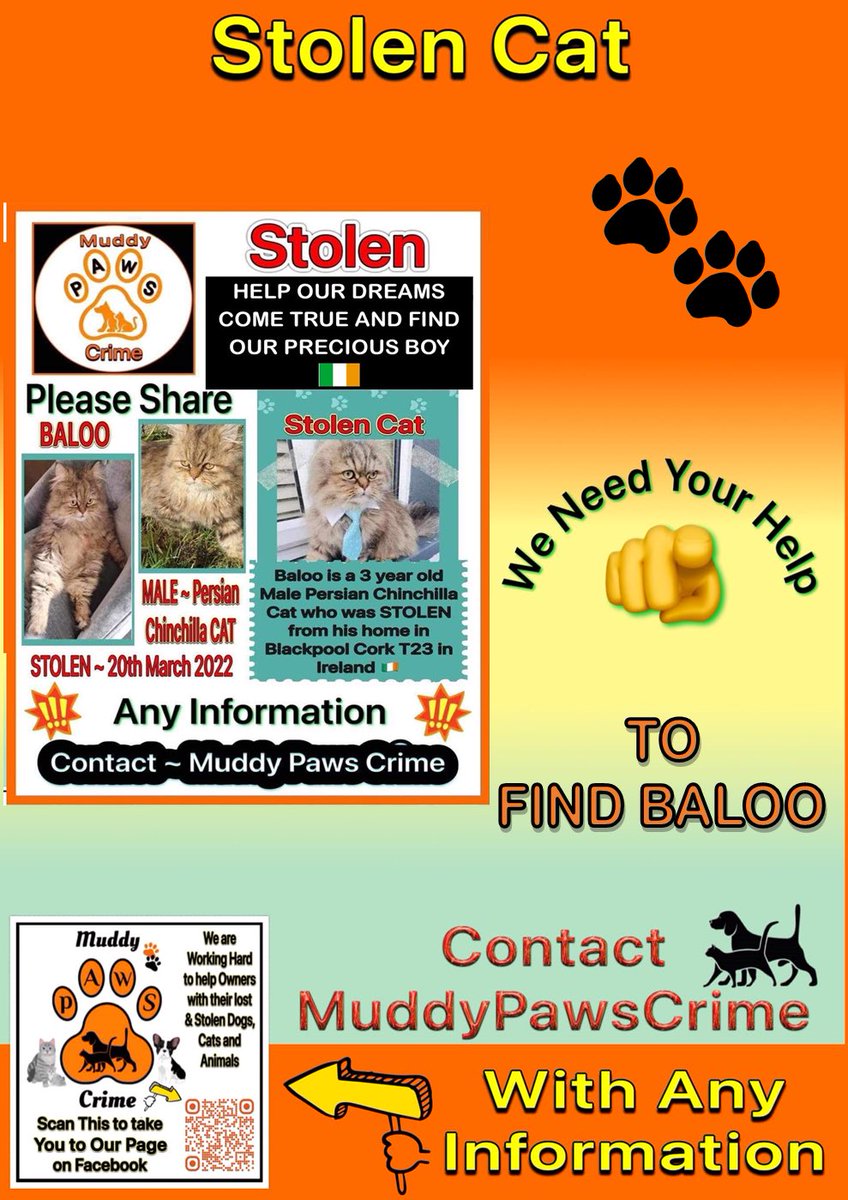 karensarah66's tweet image. These gorgeous boys are all missing/stolen from their homes in Ireland. Please #careandshare this #missingcatday especially and help reunite them with their families 🙏🏻♥️🐾 #missingtoolong #mainecoone #persianchinchilla #Ireland #irishcats