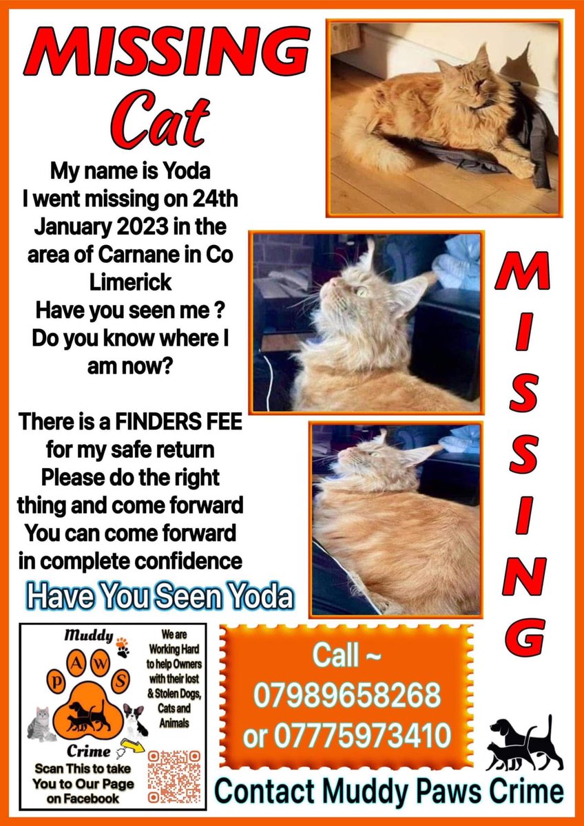 karensarah66's tweet image. These gorgeous boys are all missing/stolen from their homes in Ireland. Please #careandshare this #missingcatday especially and help reunite them with their families 🙏🏻♥️🐾 #missingtoolong #mainecoone #persianchinchilla #Ireland #irishcats