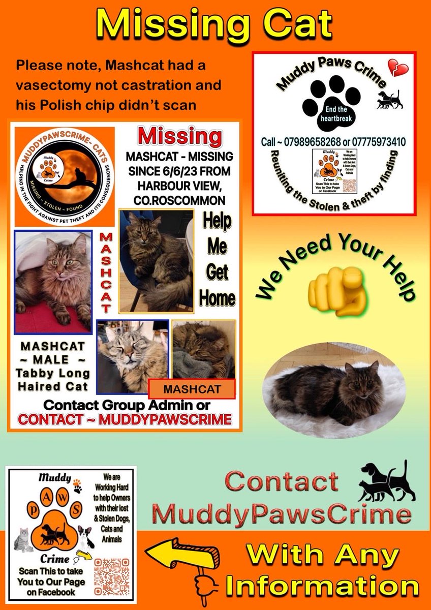 karensarah66's tweet image. These gorgeous boys are all missing/stolen from their homes in Ireland. Please #careandshare this #missingcatday especially and help reunite them with their families 🙏🏻♥️🐾 #missingtoolong #mainecoone #persianchinchilla #Ireland #irishcats