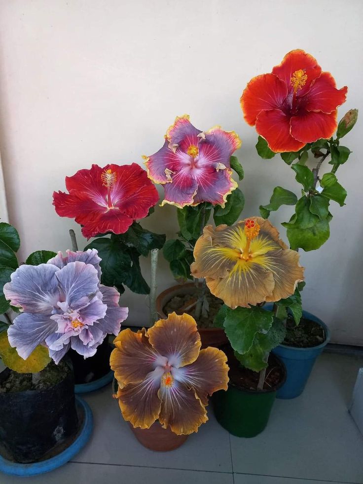 𝑺𝒆𝒓𝒆𝒏𝒍𝒚 tweet media