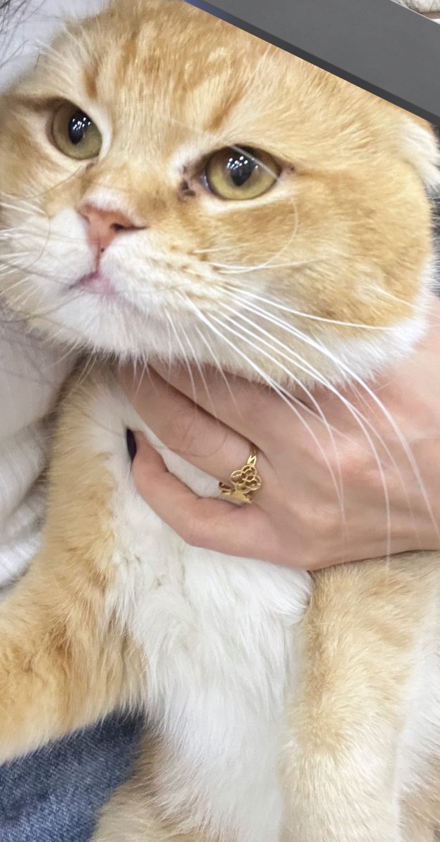 ּمۘـڼۨـٰا̍ڕ✨ tweet media