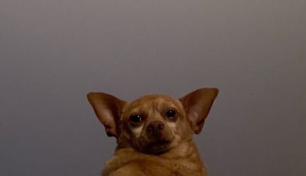 Will2pac tweet media