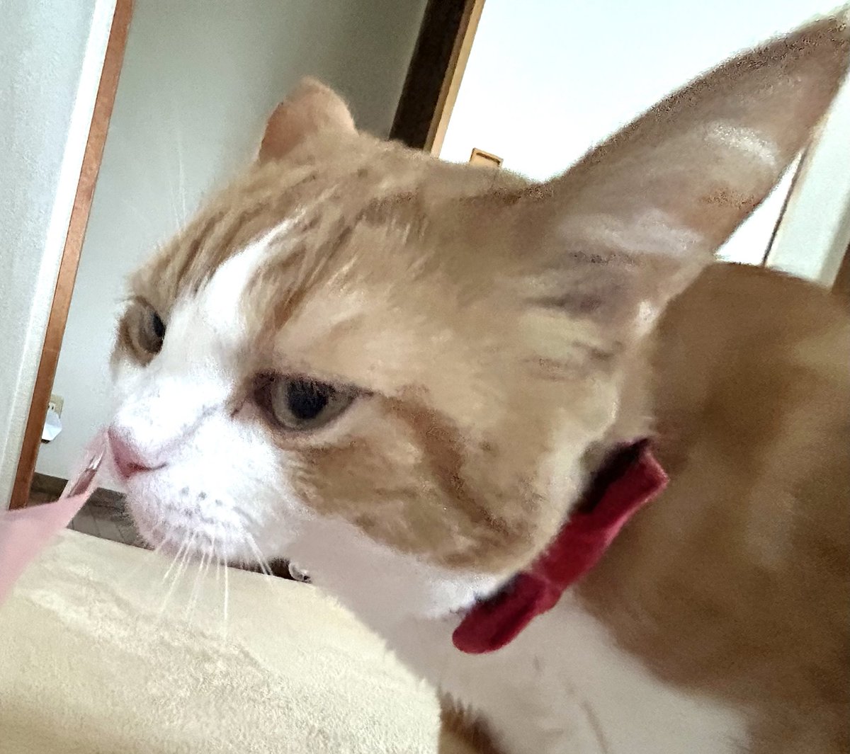 ビール猫🍺 tweet media