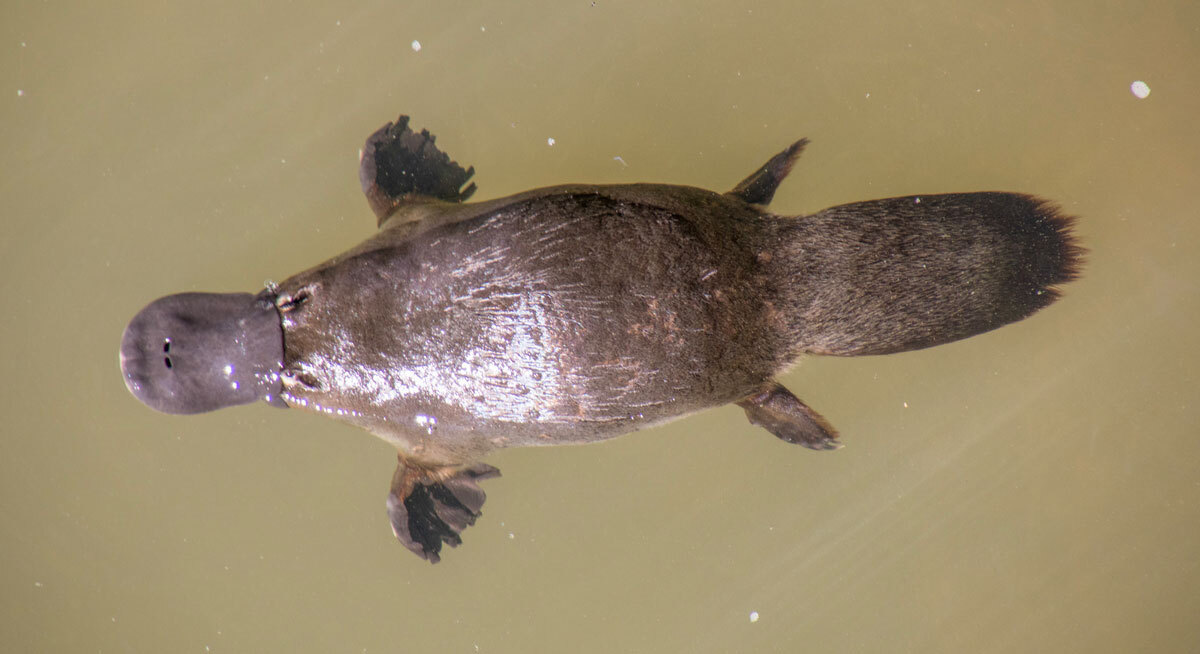 カラパイア tweet media