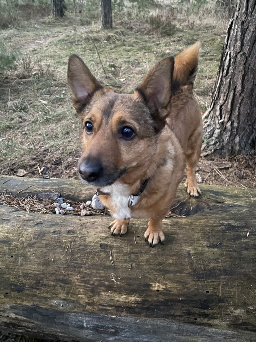 Poki-san 🏴‍☠️ tweet media