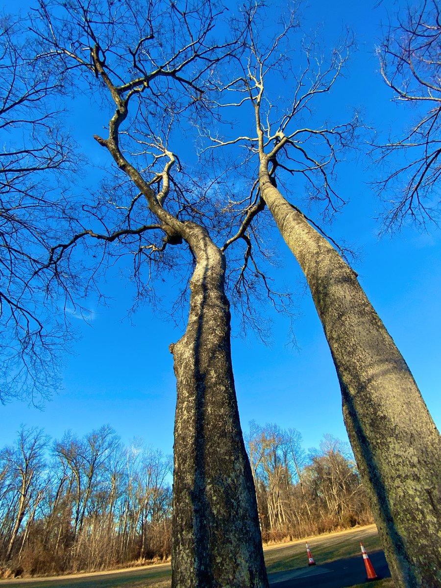 CoffeeLiciousLady tweet media