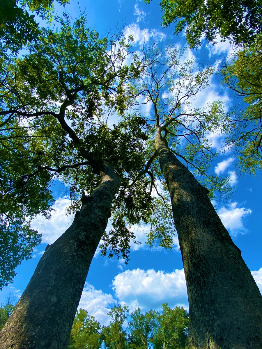 CoffeeLiciousLady tweet media