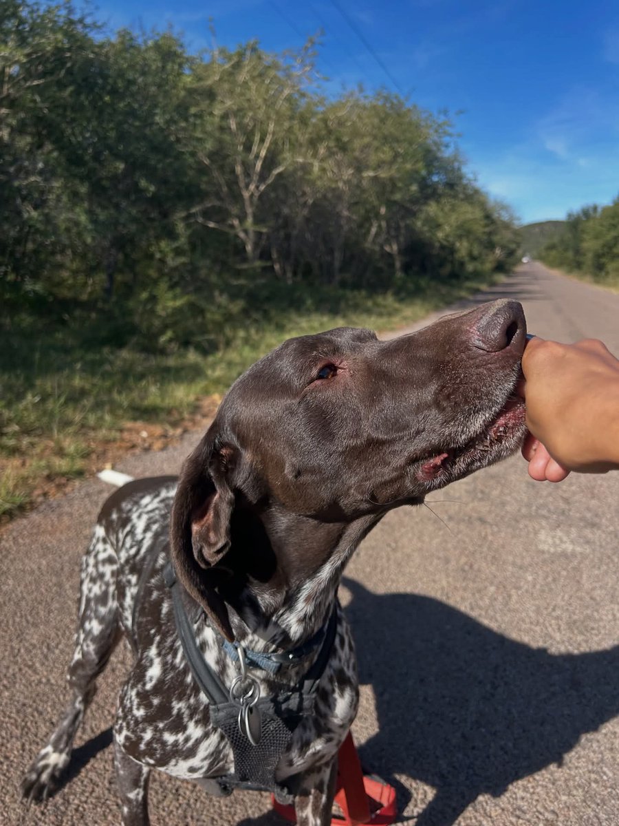 DogDenMmokolodi's tweet photo. Gentle eyes &amp; sweet sweet treats 🥹😎♥️

#kennel #gaborone #happydogs #botswana #dogsofinstagram https://t.co/FjFlNcy15G