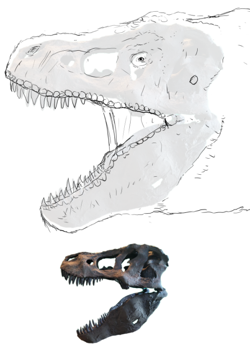 FeLvers's tweet photo. Tiranosaurio rex https://t.co/Nli9aLM01P