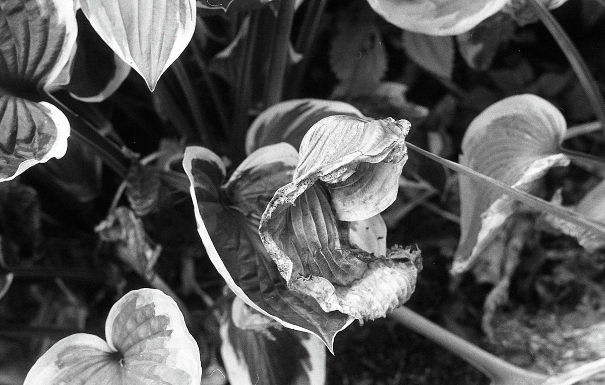 Mark Wilson tweet media