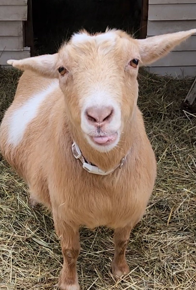 🐐Winston🌈Thatcher🌈Domino, Walnut, Jasper🐐 tweet media