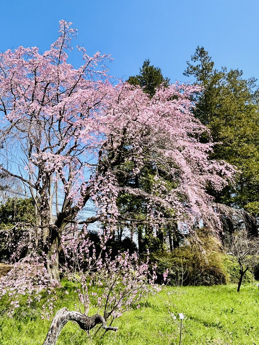 Yu Yamada tweet media