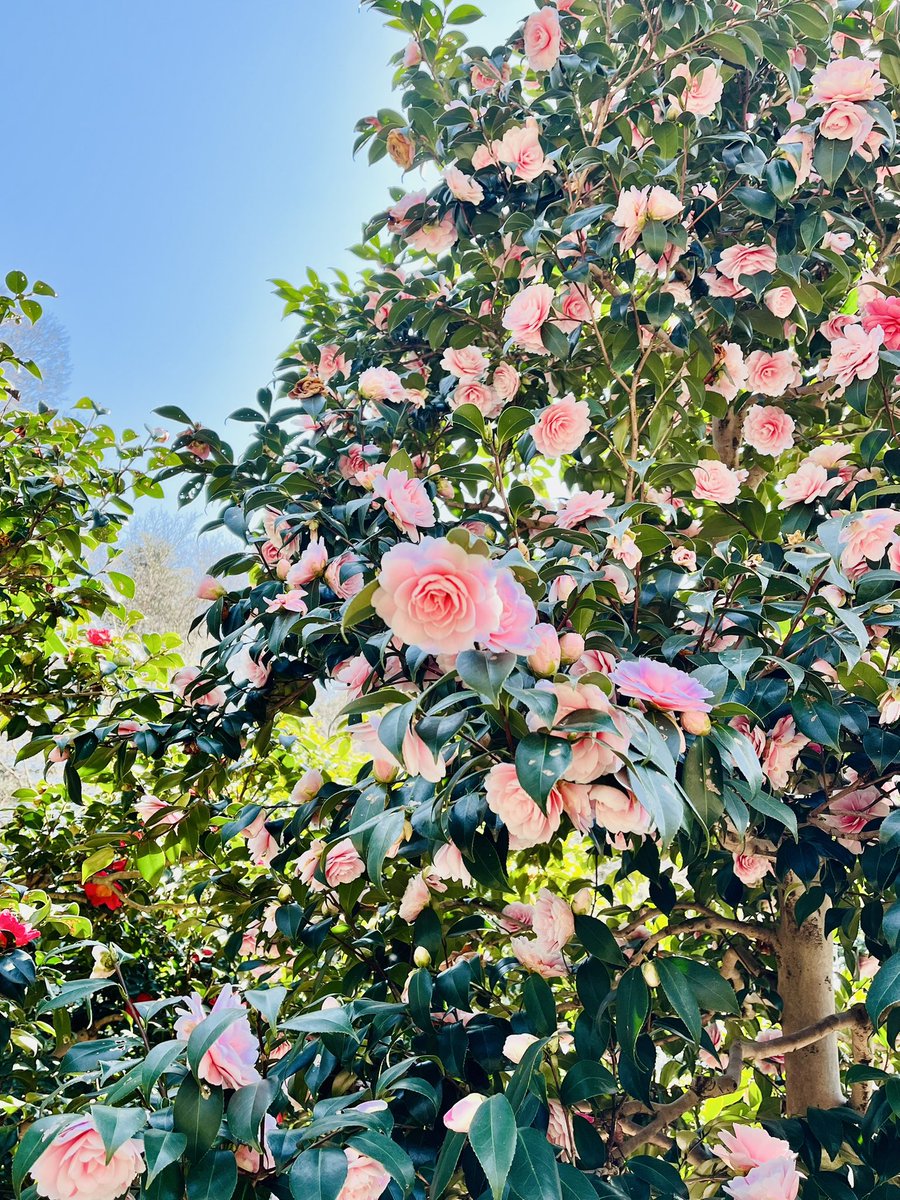 Yu Yamada tweet media