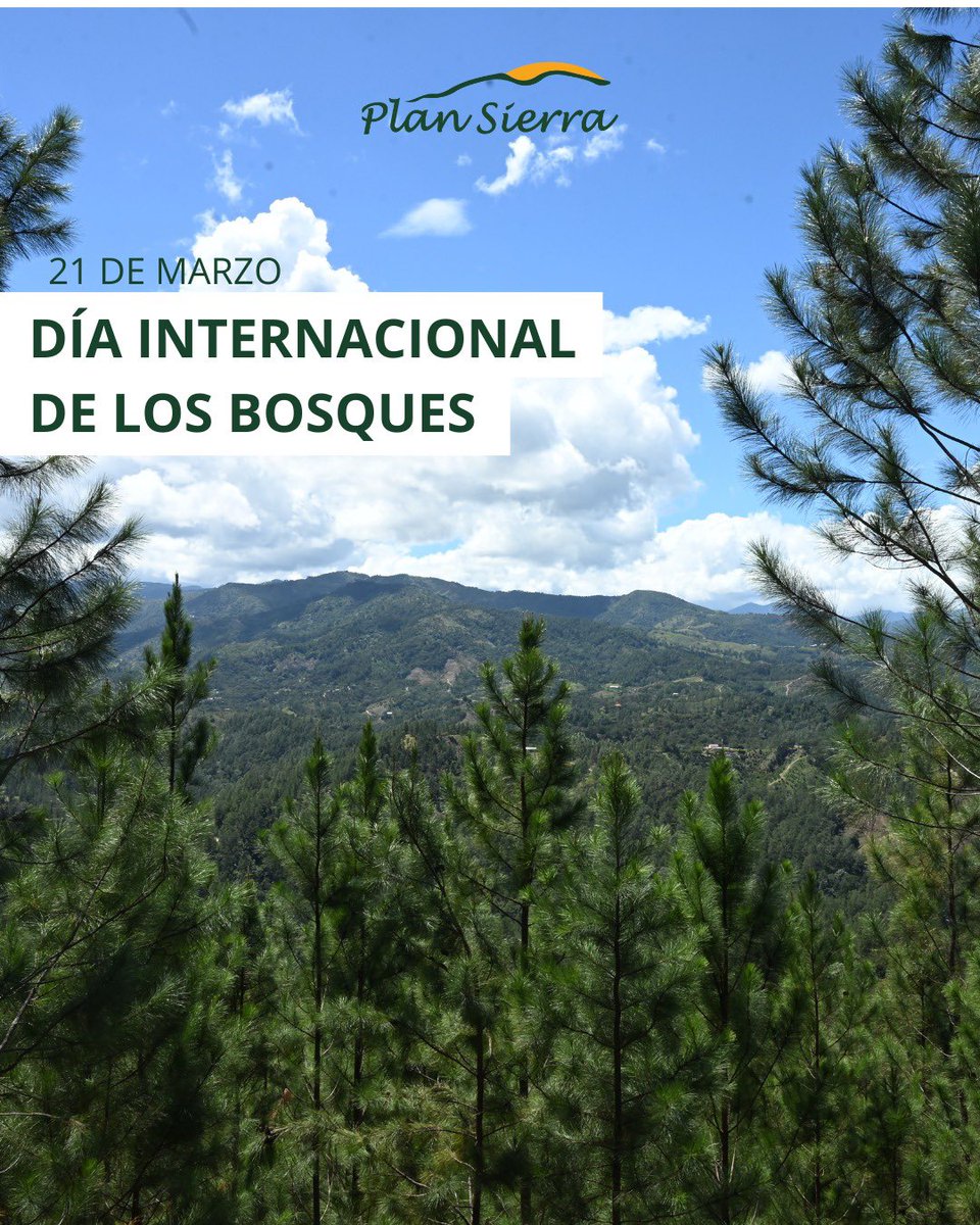 PlanSierra's tweet photo. 🌳 Día Internacional de los Bosques

Este año, el tema “Bosques y economías” resalta el papel esencial de los bosques como motores de la prosperidad económica. Más allá de los ingresos forestales, los bosques sostienen la agricultura familiar y comunitaria, impulsan la productividad agrícola y protegen la salud de nuestras cuencas hidrográficas.

En Plan Sierra, reafirmamos nuestro compromiso aportando al fortalecimiento de los sistemas productivos familiares y promoviendo la reforestación como eje clave para la conservación de nuestros bosques.

Cuidar los bosques es cuidar nuestro futuro.