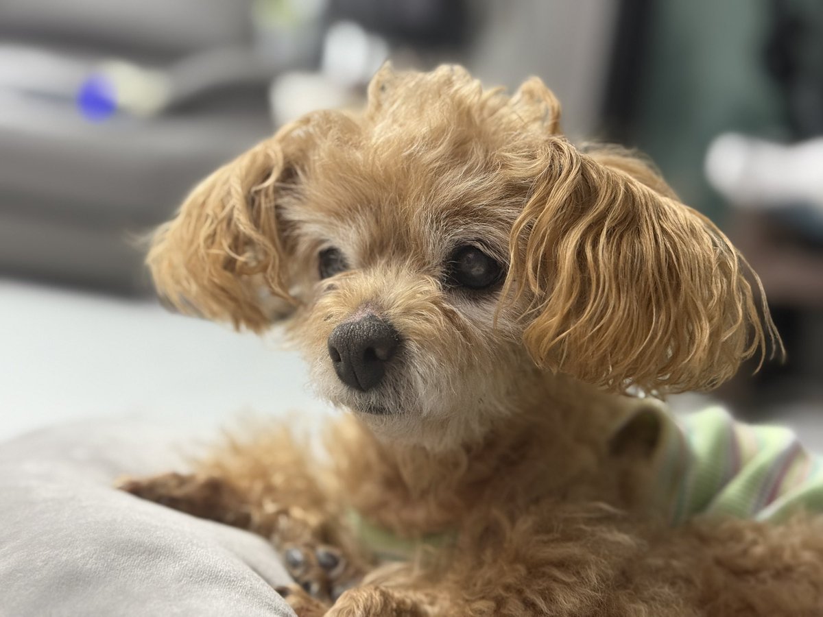 도레기 / 블ㅅ 맛ㄷ: 아이디 바이오에 tweet media